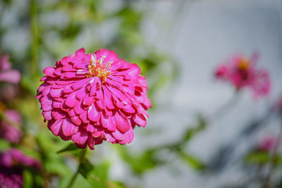Close-up of pink flower