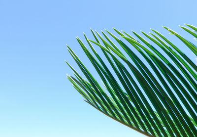 Low angle view of palm leaves against clear blue sky