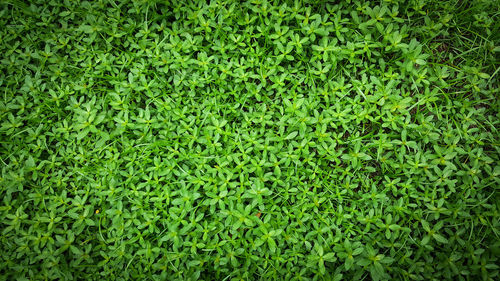 Full frame shot of fresh green field