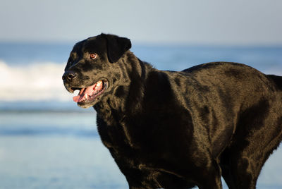 Close-up of black dog looking away while standing by sea against sky