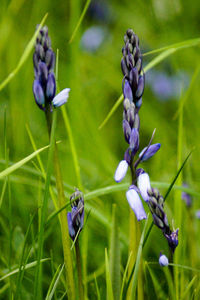 Close-up of purple flowers