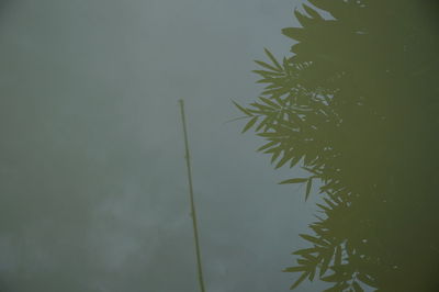 Low angle view of silhouette tree against sky