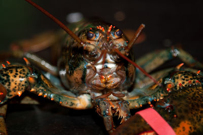 Close-up of raw lobster