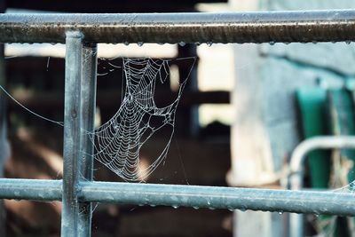 Close-up of spider web on metal fence