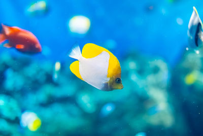 Close-up of fish swimming in sea