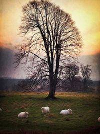 Birds on grassy field