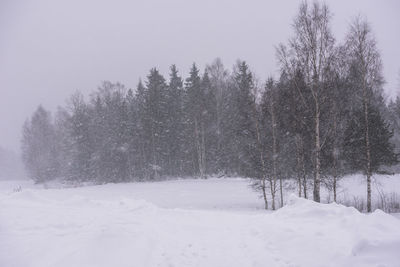 Trees on snow covered landscape