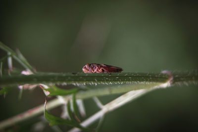 Close-up of insect on plant