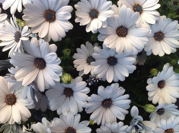 Full frame shot of white flowers