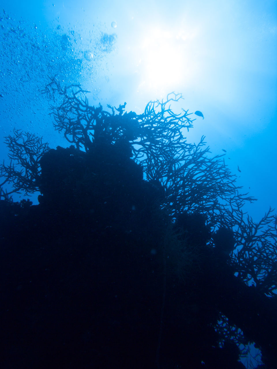 FISH SWIMMING UNDERWATER