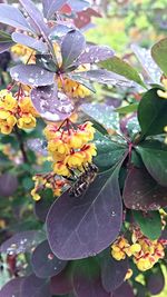 Close-up of water drops on leaves