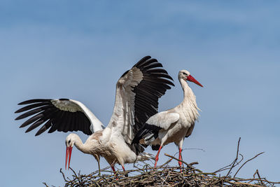 White stork mating