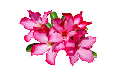 Close-up of pink flowering plant against white background