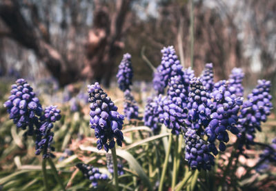 Close-up of purple flowering plants