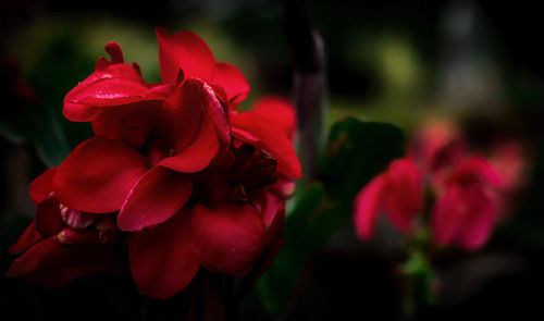 Macro shot of red flowers growing outdoors