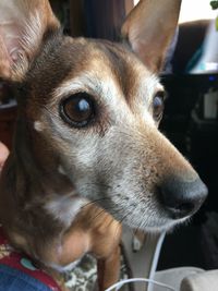 Close-up of dog looking away