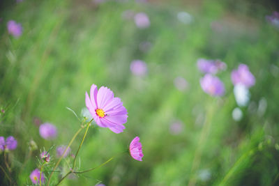 Close-up of purple flowering plant