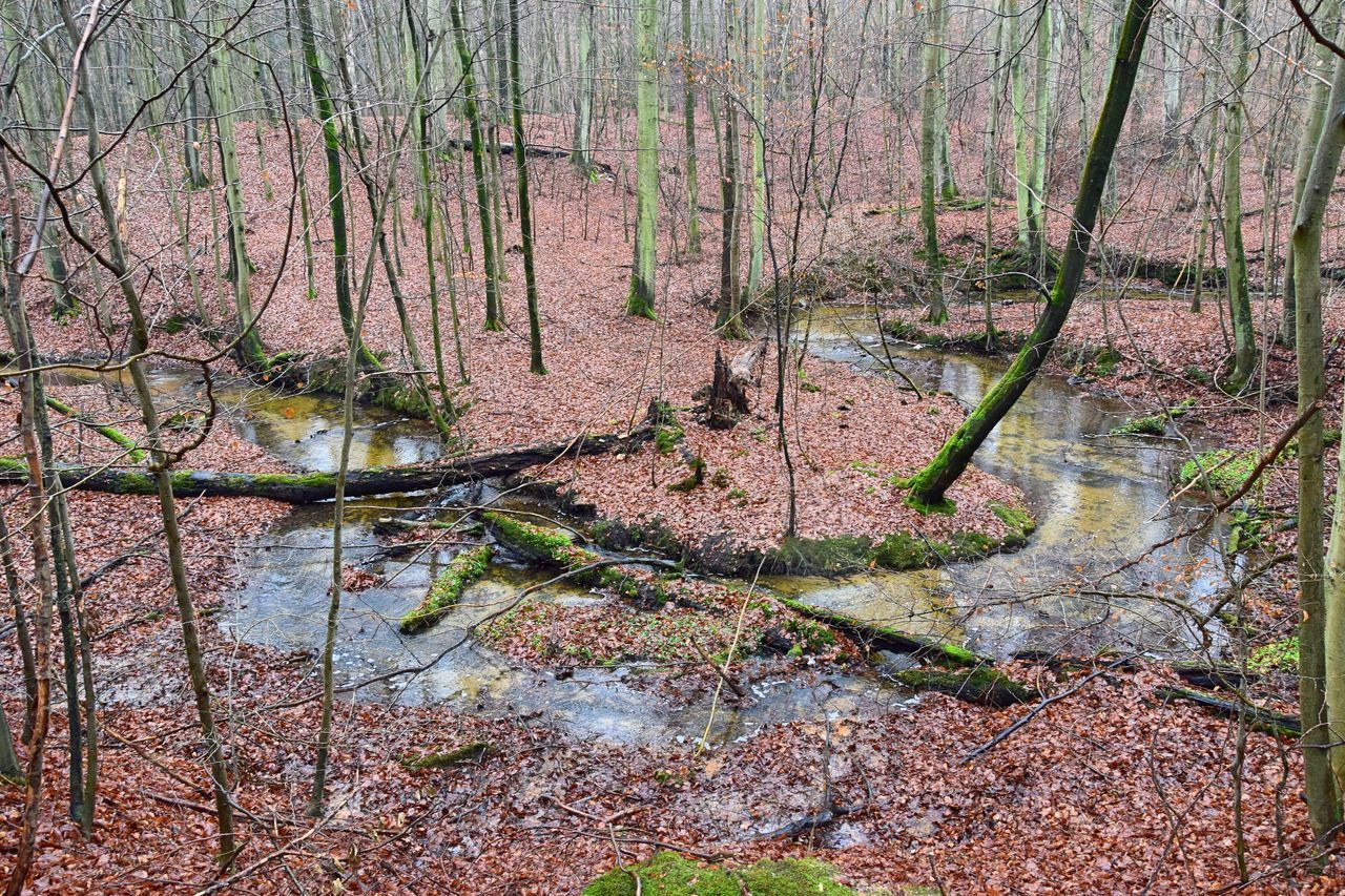 SCENIC VIEW OF FOREST