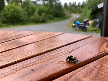 Close-up of bee on wooden table