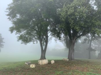Trees on field during foggy weather