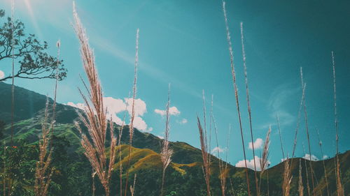 Low angle view of plants against sky