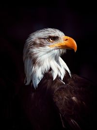 Close-up of eagle against black background