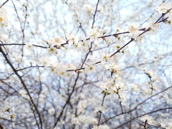 Low angle view of cherry blossoms in spring