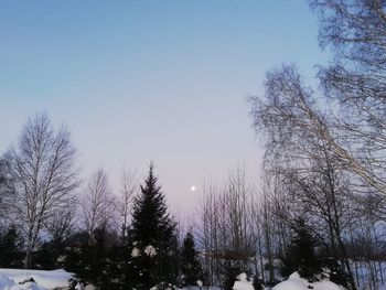 Low angle view of bare trees against clear sky during winter