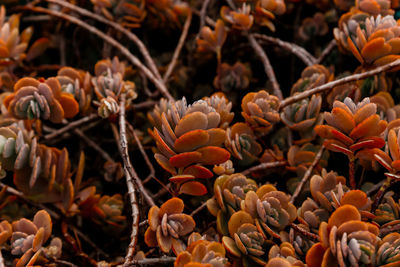 Close-up of orange flowering plants on field