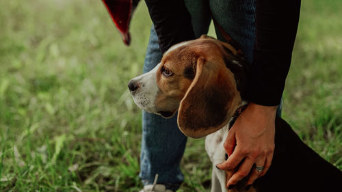 Close-up of dog