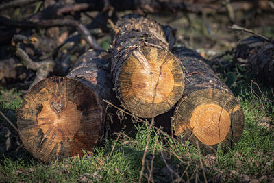 Close-up of logs on field