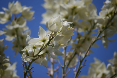 Close-up of white flowers on tree