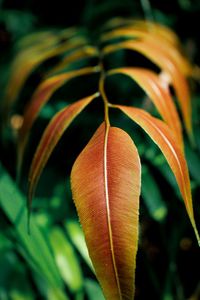 Close-up of orange flowering plant