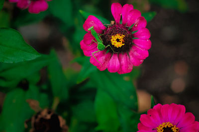 Close-up of honey bee on pink flower