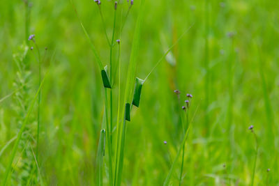 Close-up of grass on field