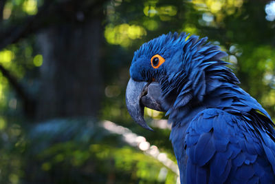 Close-up of a parrot