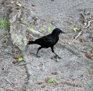Close-up of black cat