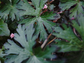 High angle view of water on plant