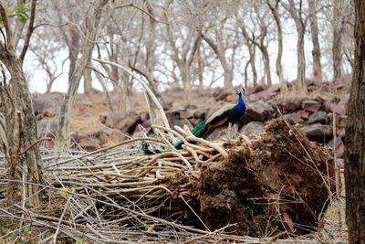 Peacock on the trees at the kanha national park, india