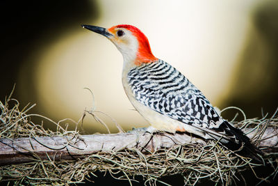 Close-up of bird perching on branch