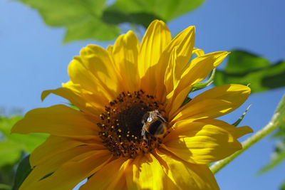 Close-up of honey bee on sunflower