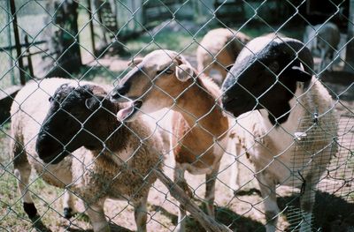 Sheep in cage at farm