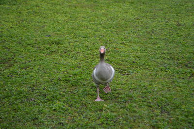 Bird on field