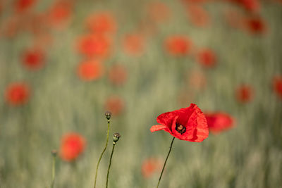 Close-up of red poppy flower