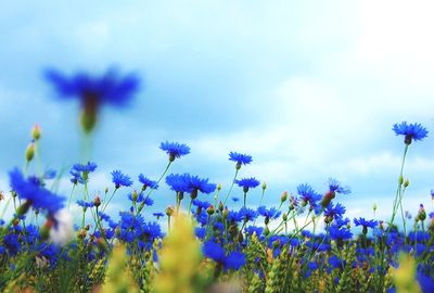Purple flowers blooming on field against blue sky