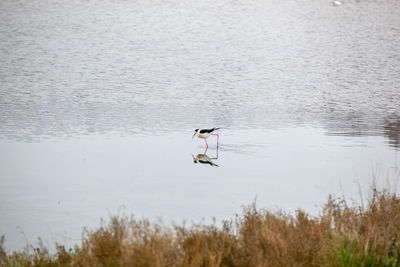 View of birds flying over lake