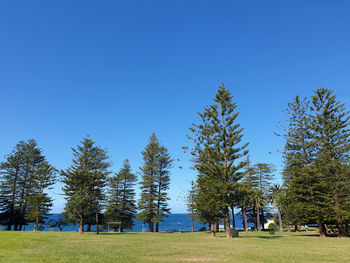 Trees on field against clear blue sky