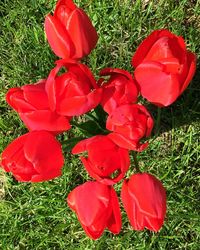 Close up of poppy flowers blooming on field