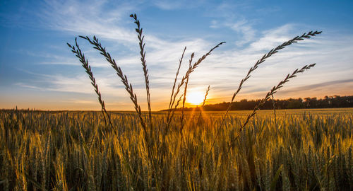 Scenic view of field against sky during sunset