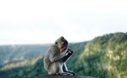 Monkey sitting mountain background